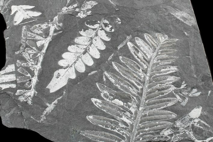 Fossil Seed Fern (Alethopteris & Neuropteris) Plate -Pennsylvania #168372
